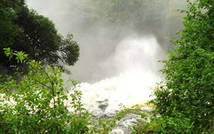 Rain forest in Africa - Karbon Megoldások